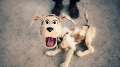 הלוואה מקרן השתלמות - בובת כלב מופתע על חוטים